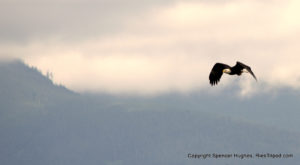 Bald Eagle USA Ries Tripod