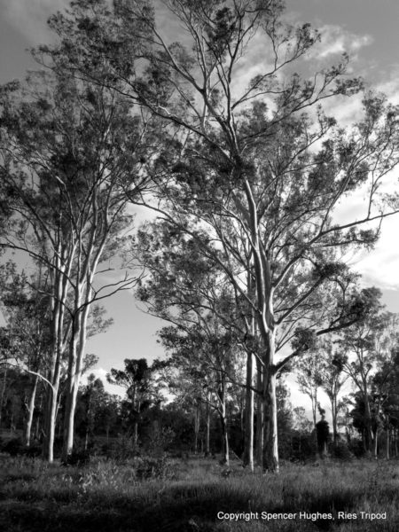 Trees. Mary Valley in Australia